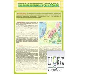 Стенд "Биосинтез белка" - «globural.ru» - Рузаевка